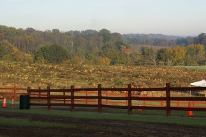 A field of pumpkins at Ramsey's Farm. (Photo by Ramsey's Farm)