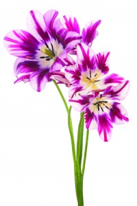 ThinkstockPhotos-522346799